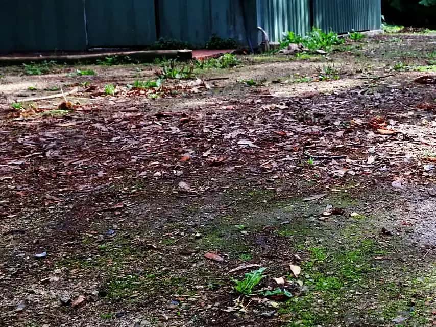 Worn dirt and leaf-litter yard before crushed rock restoration
